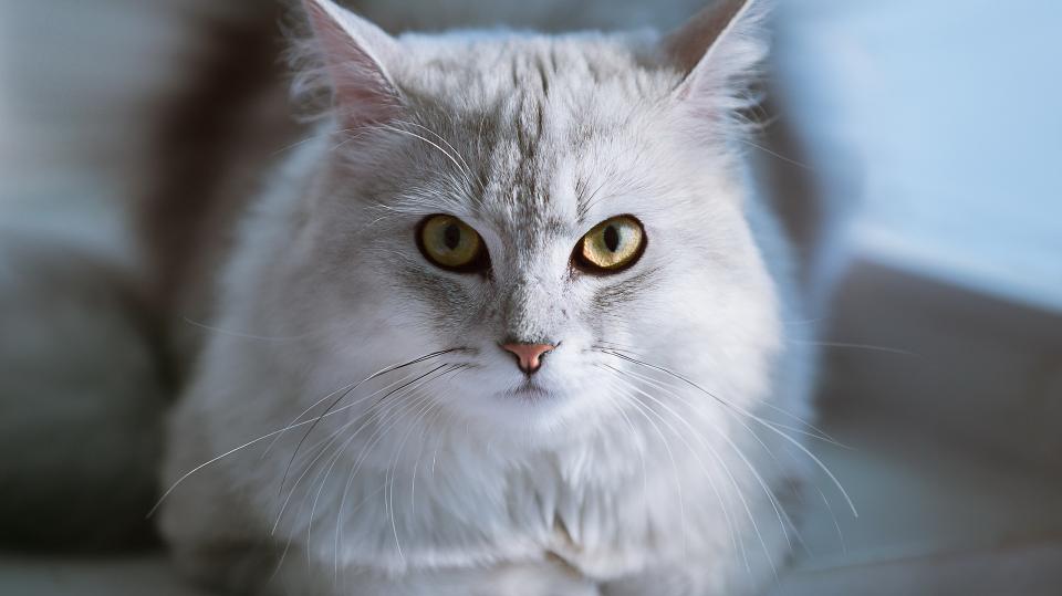 镜头拍摄的专业术语,摄影过程特写镜头