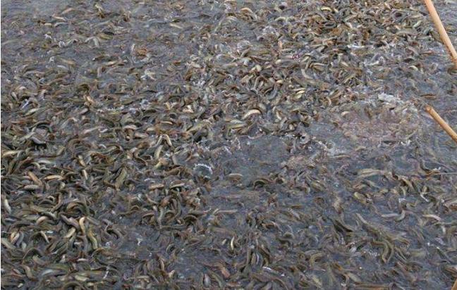 泥鳅养殖技术及前景,泥鳅养殖新技术发展前景