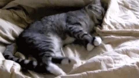 猫咪睡觉时抽搐颤抖,猫咪睡觉的时候抽搐是什么情况