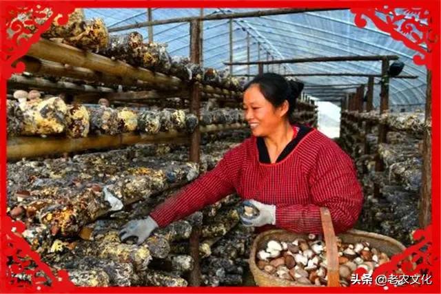 农村种植什么最赚钱又不愁销路,目前农村种植什么树最好赚钱