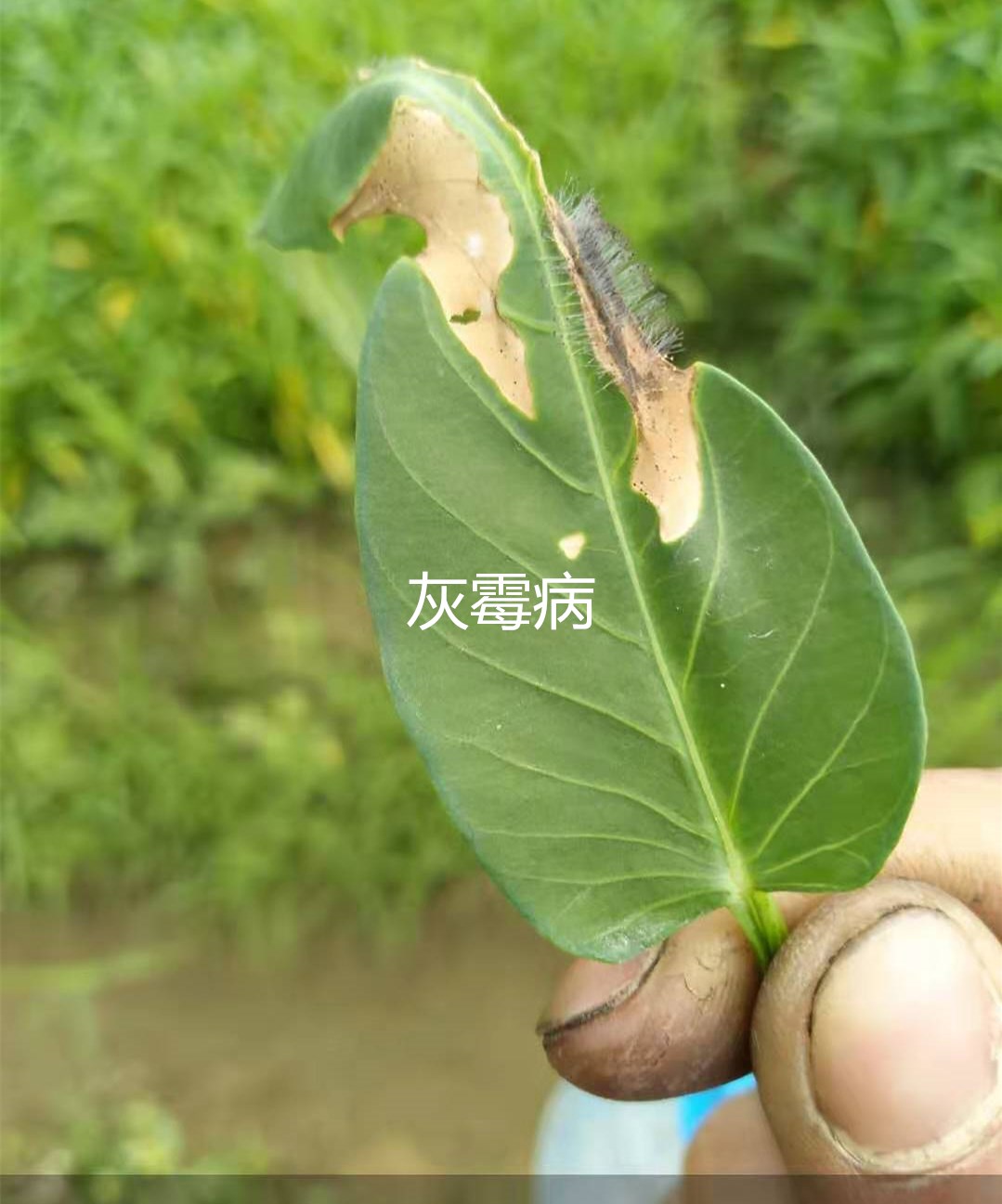 空心菜叶子有几种病害,空心菜能治什么病