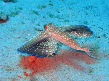 “无耻”食舌虱：一生只为硬给鱼个新“舌头”！它的危害有多大？