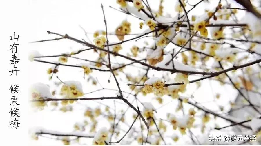 腊梅冬梅红梅三种有何区别,红梅和腊梅的区别详解