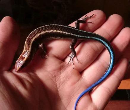 捡到小壁虎带回家养,男子在野外捡到一只奇怪的壁虎