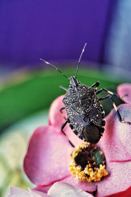 民间虫子入药土方法,黑色软体蠕动的虫子可以入药