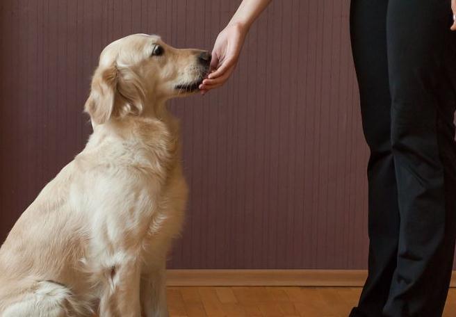 狗狗狂吠怎么办,狗狗狂叫怎么调理