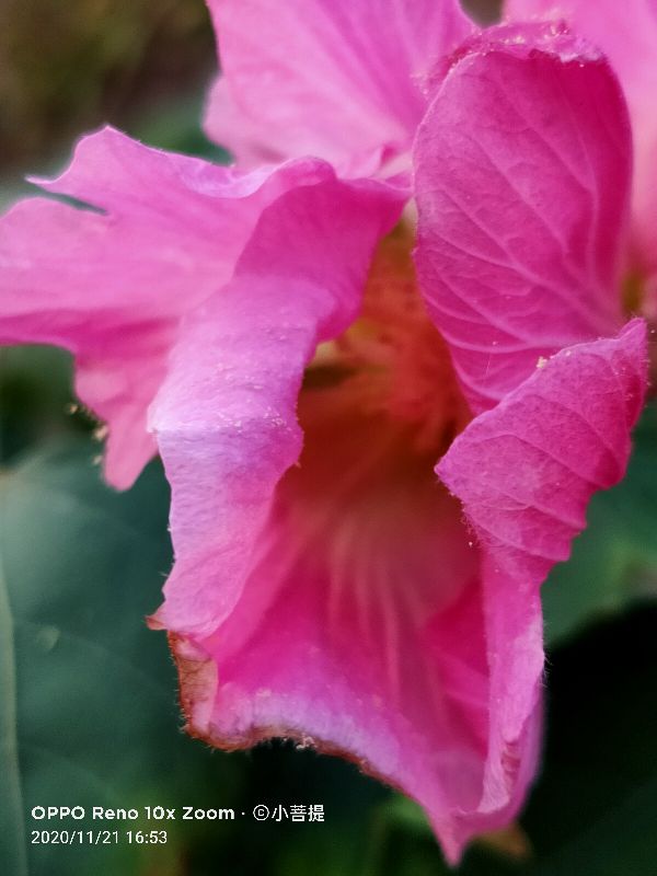 这种花通常用来比作美丽的女子,有人拿来做药,还有人当野菜吃