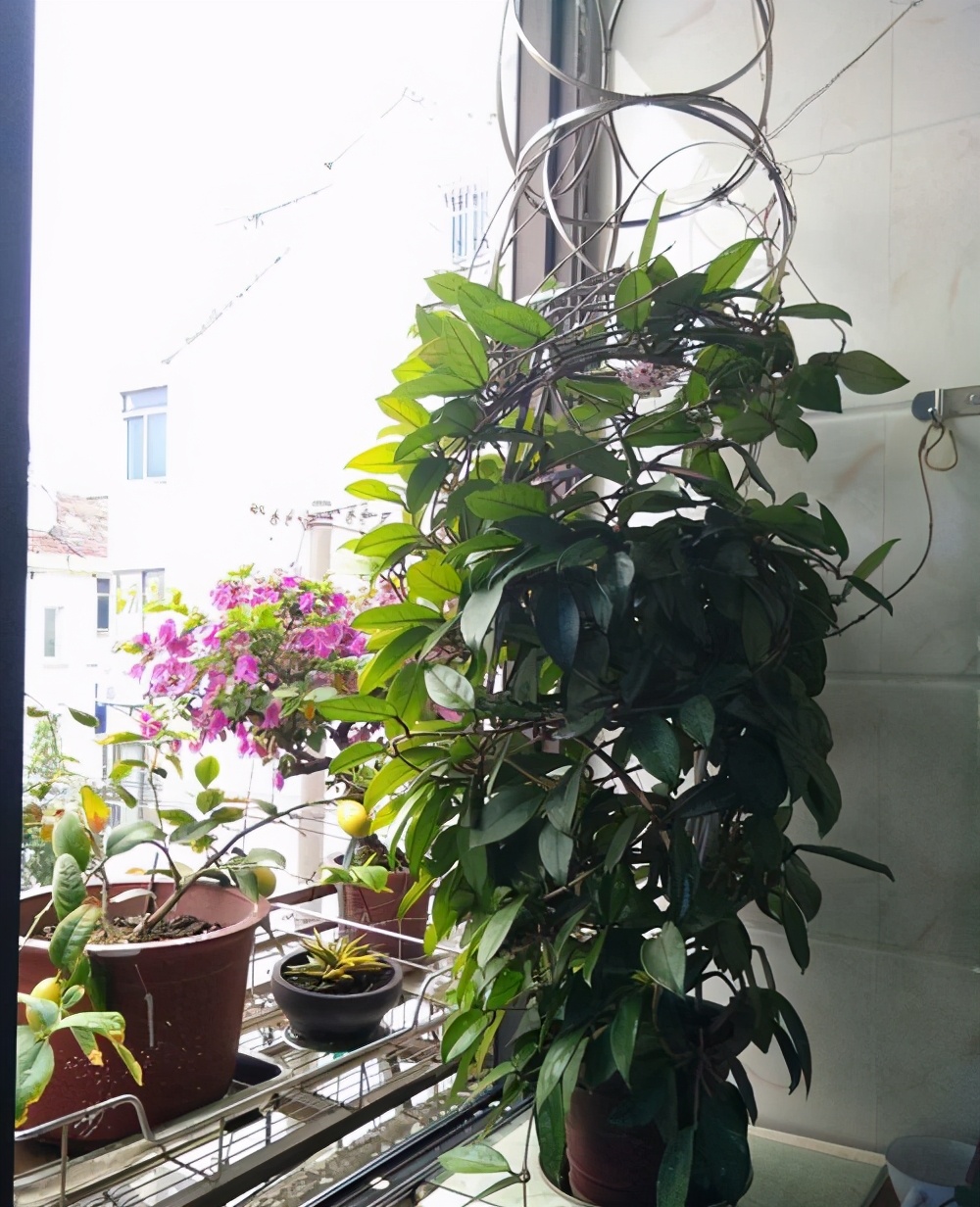 家里养兰实用技艺,如何养球兰能开花