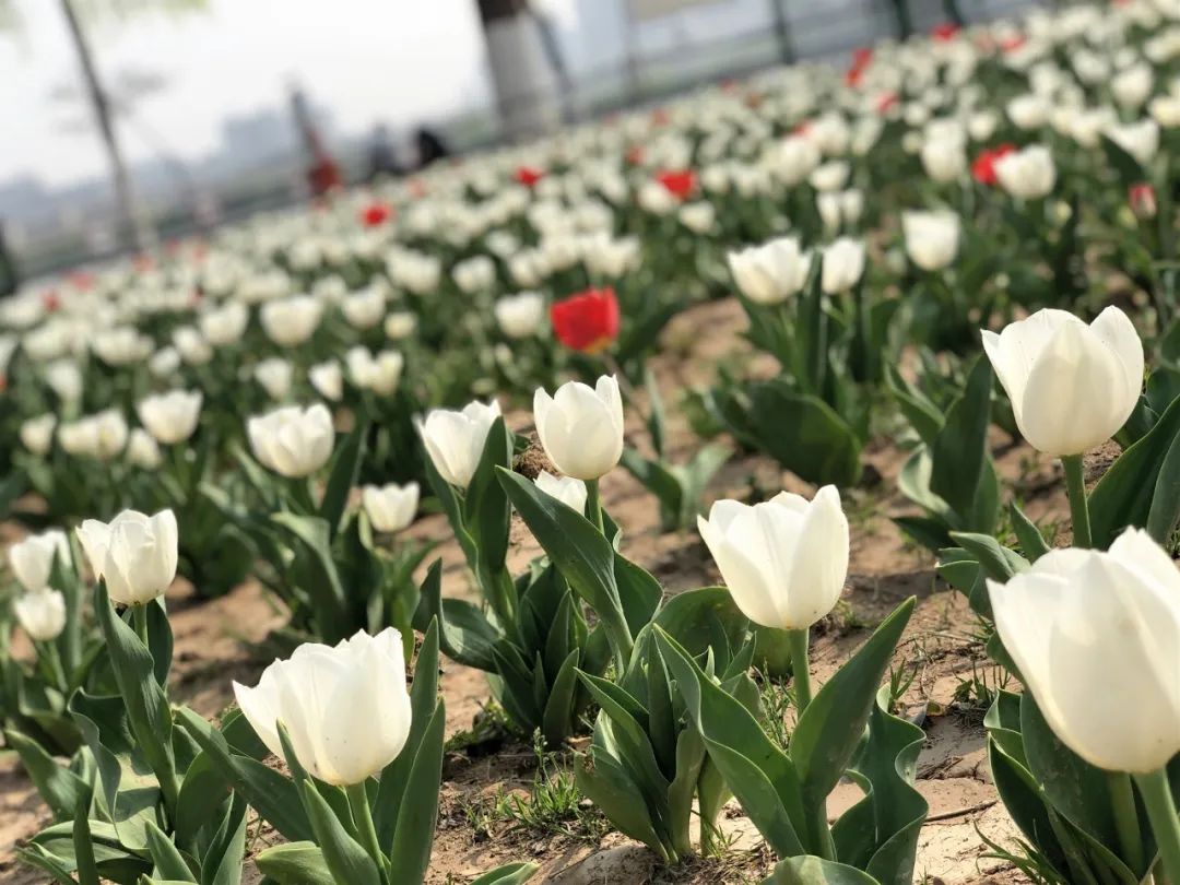 郁金香花海太美了,咸阳湖畔郁金香花海