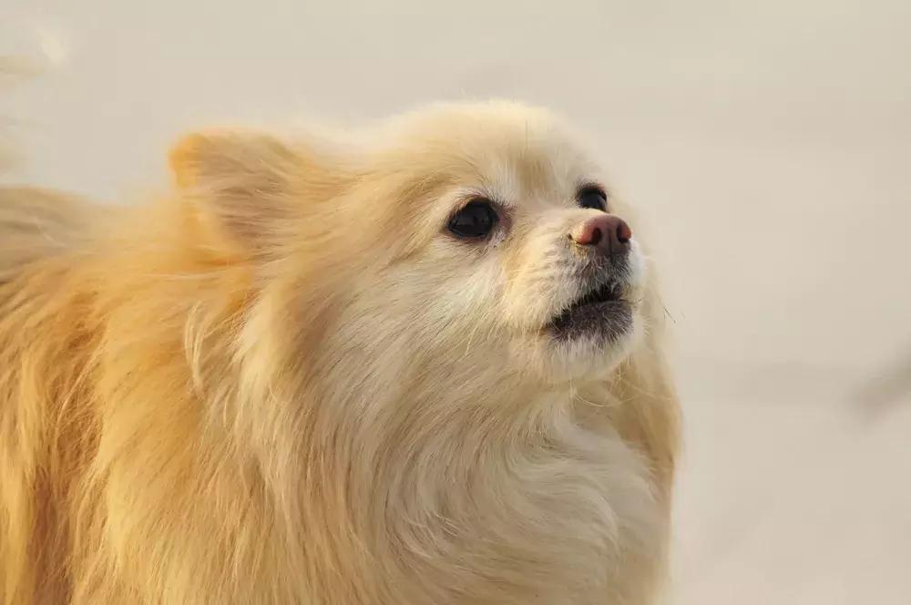 福懋宠物医院怎样,福懋动物医院