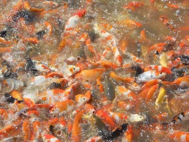 湖南最好的锦鲤养殖基地,湘潭锦鲤养殖