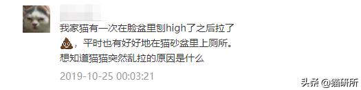 如何整治猫咪乱拉屎,怎么解决猫咪乱拉大小便