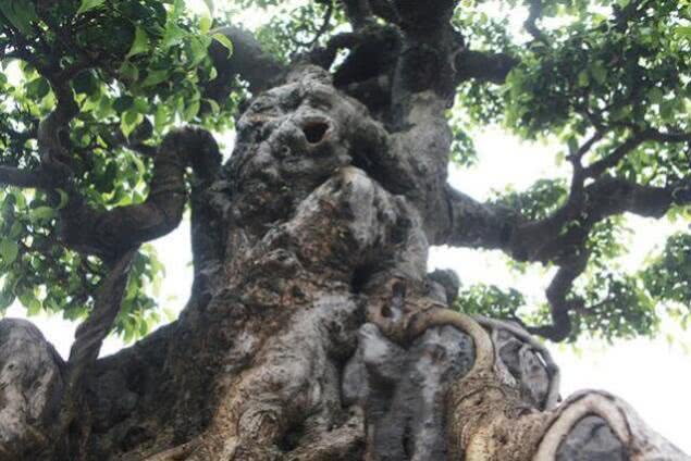 越南盆景树多少钱一棵,越南小伙千万盆景