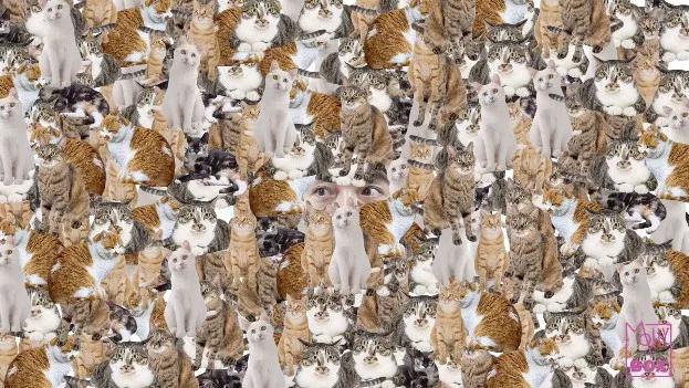 猫割了蛋,猫割了蛋会怎么样