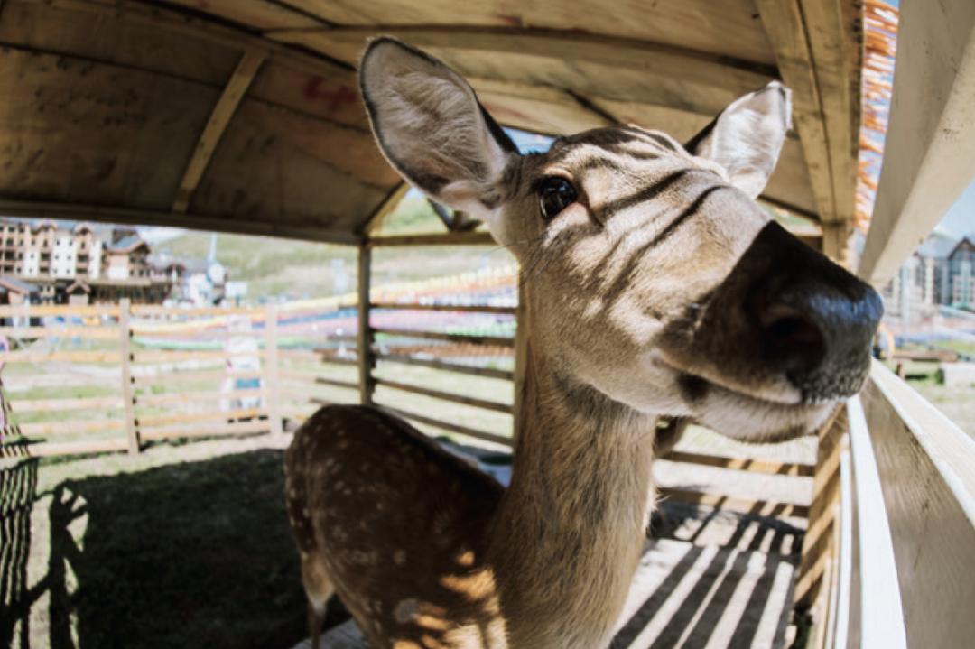 冬天去滑雪场要准备什么,冬天去滑雪注意什么