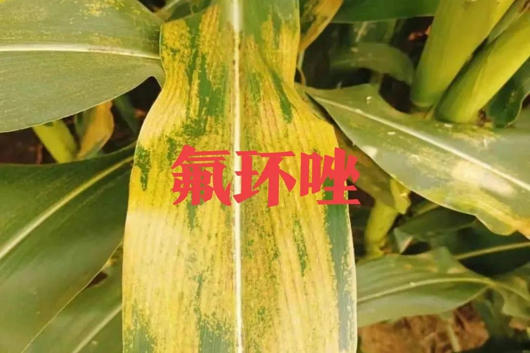 玉米锈病对来年玉米有影响吗,玉米锈病中后期还有治疗必要吗