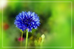 克什米尔蓝宝石的历史,印度克什米尔蓝宝石的特征