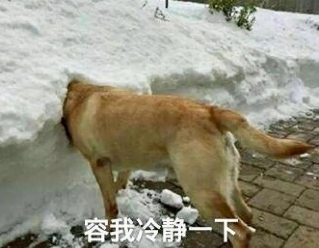 买狗不能说的话你踩坑了吗,为什么狗市买的狗说活不过三个月