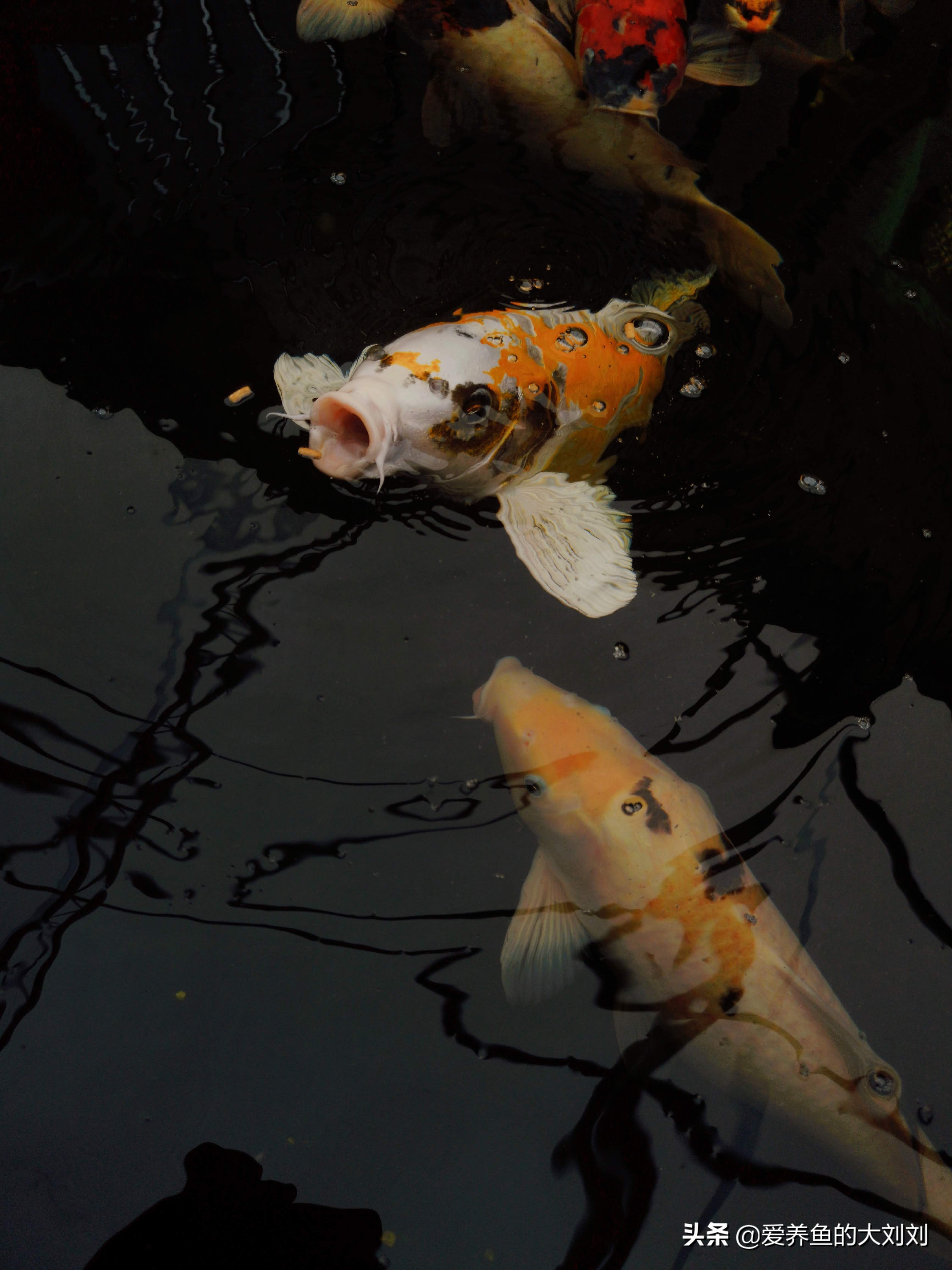 鱼缸养锦鲤鱼的最佳温度是多少,锦鲤鱼怎么养才能开始快速长大