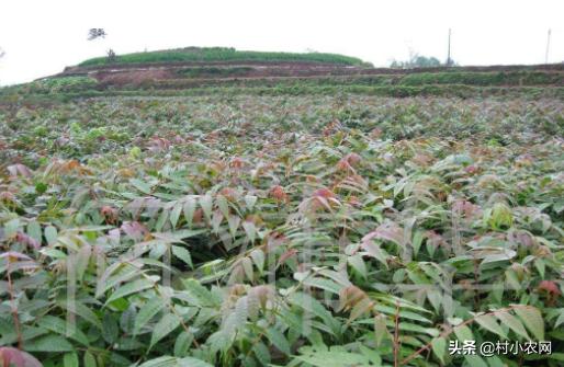 2020年最火农村创业项目有哪些,当下农村最适合创业项目是什么