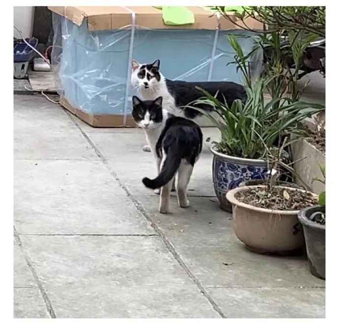 丑猫大赛视频完整版,2020年丑猫大赛看看丑到你了没