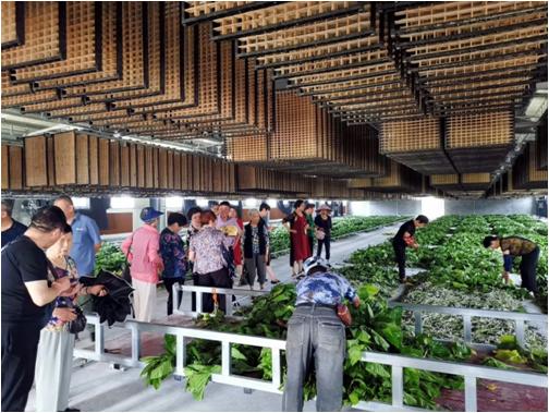 养蚕用的石灰是生的还是熟的,养蚕不用石灰