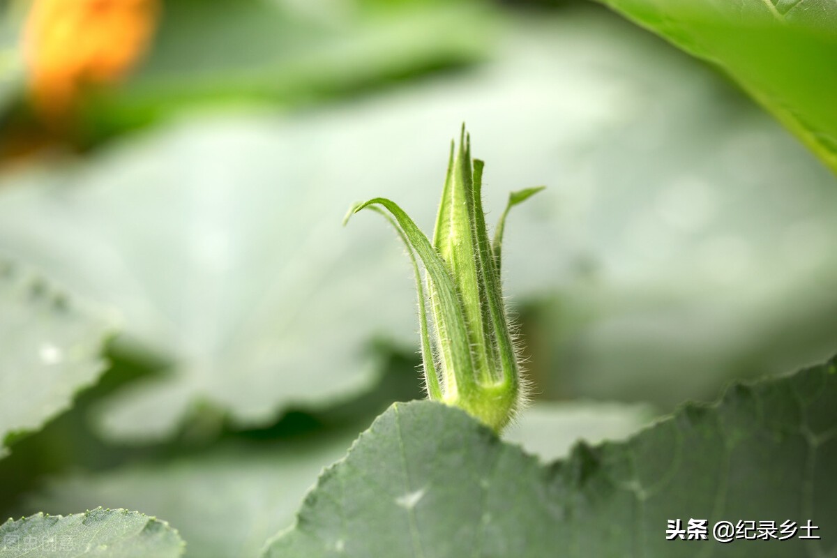 南瓜秧的头有什么好处,南瓜秧能吃吗它的功效是什么