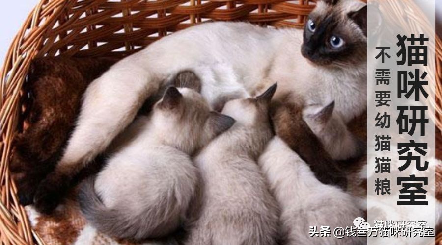 为什么猫粮不能乱吃,为什么幼猫粮推荐皇家