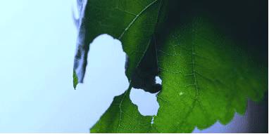 真正的蚕丝被100%桑蚕丝北极绒,推荐一款纯天然蚕丝被