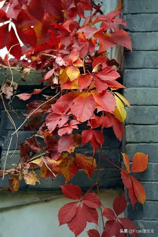 纯情的红叶……爬山虎