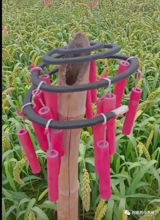 儿时记忆逮鱼,儿时的记忆捞鱼