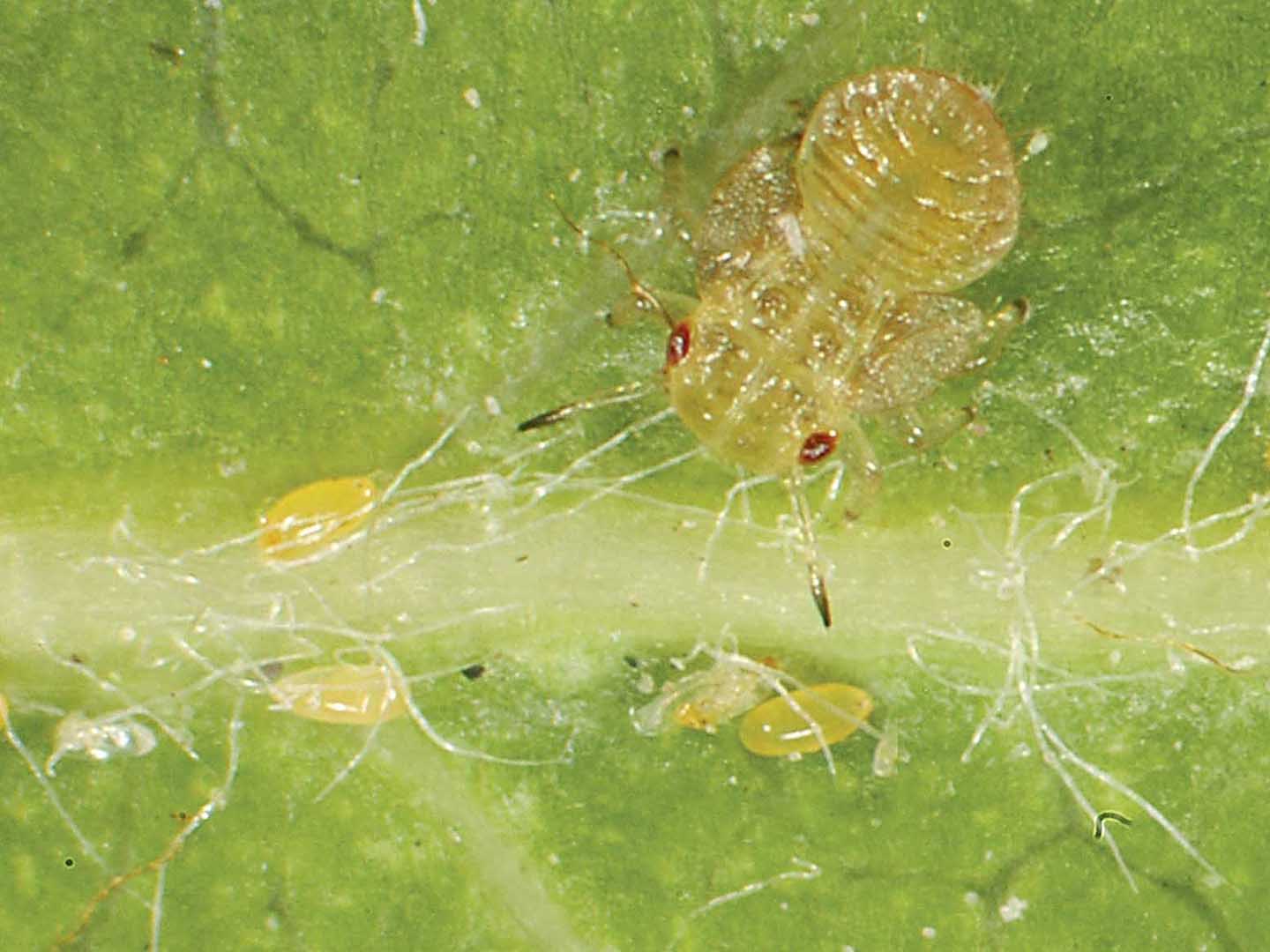 千万别大意，梨树种的好不好，病虫害防治是关键