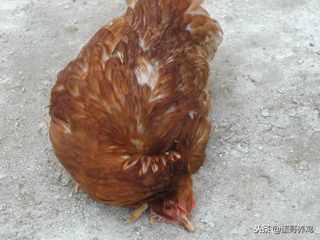 蛋鸡拉白稀粪喂什么药,蛋鸡拉绿粪怎么回事