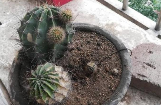 仙人球底部褶皱萎缩怎么办？摸清3种原因，对症解决忒简单