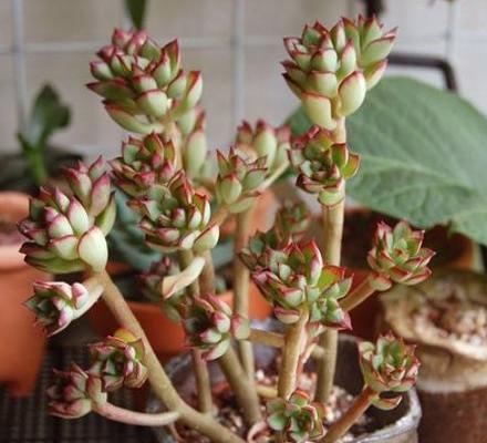 多肉怎么控养得又粗又胖,多肉长得又高又绿怎么办