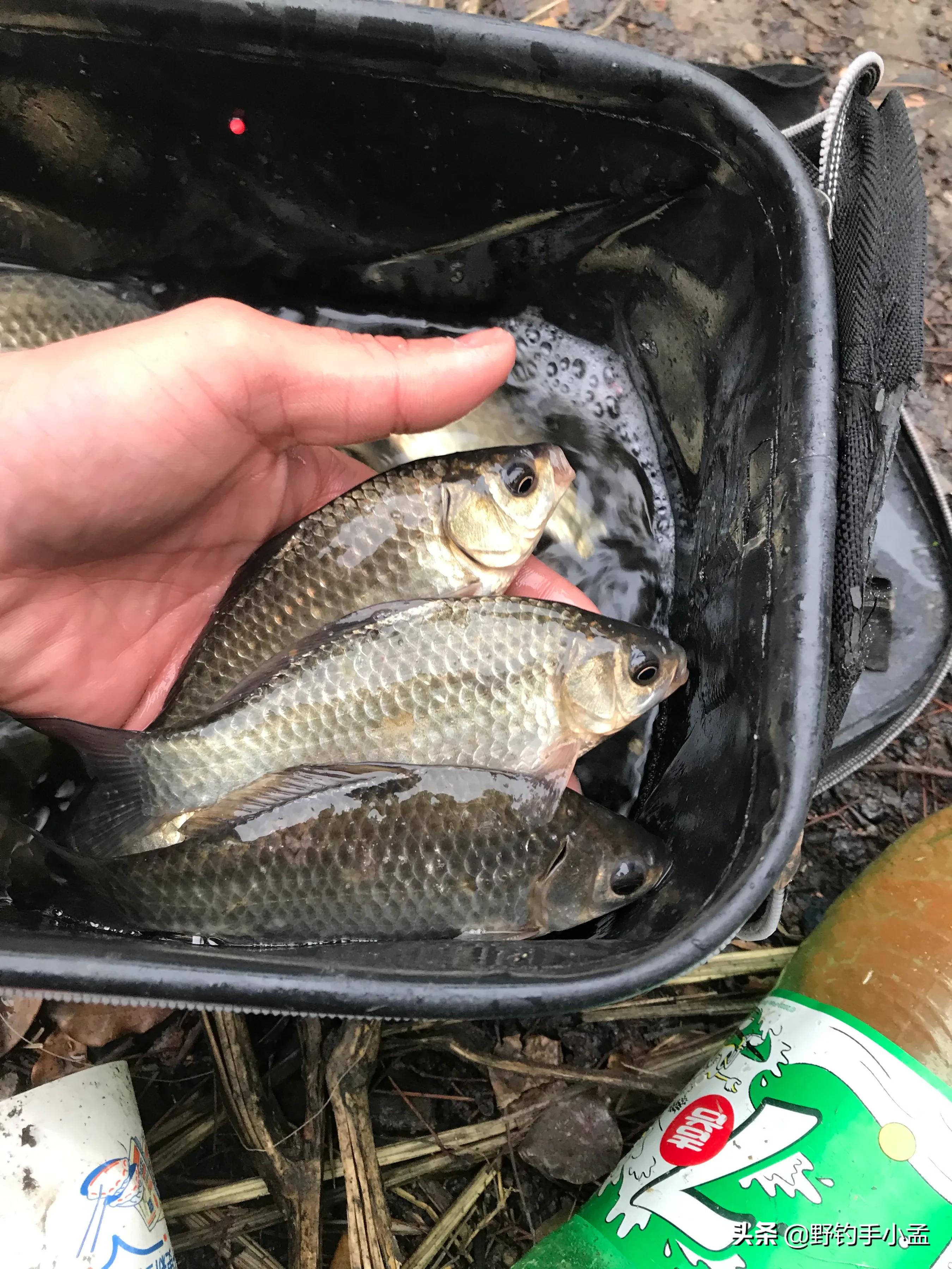 贼喊抓贼，是谁断送了野钓资源？有些钓鱼人要长点心吧