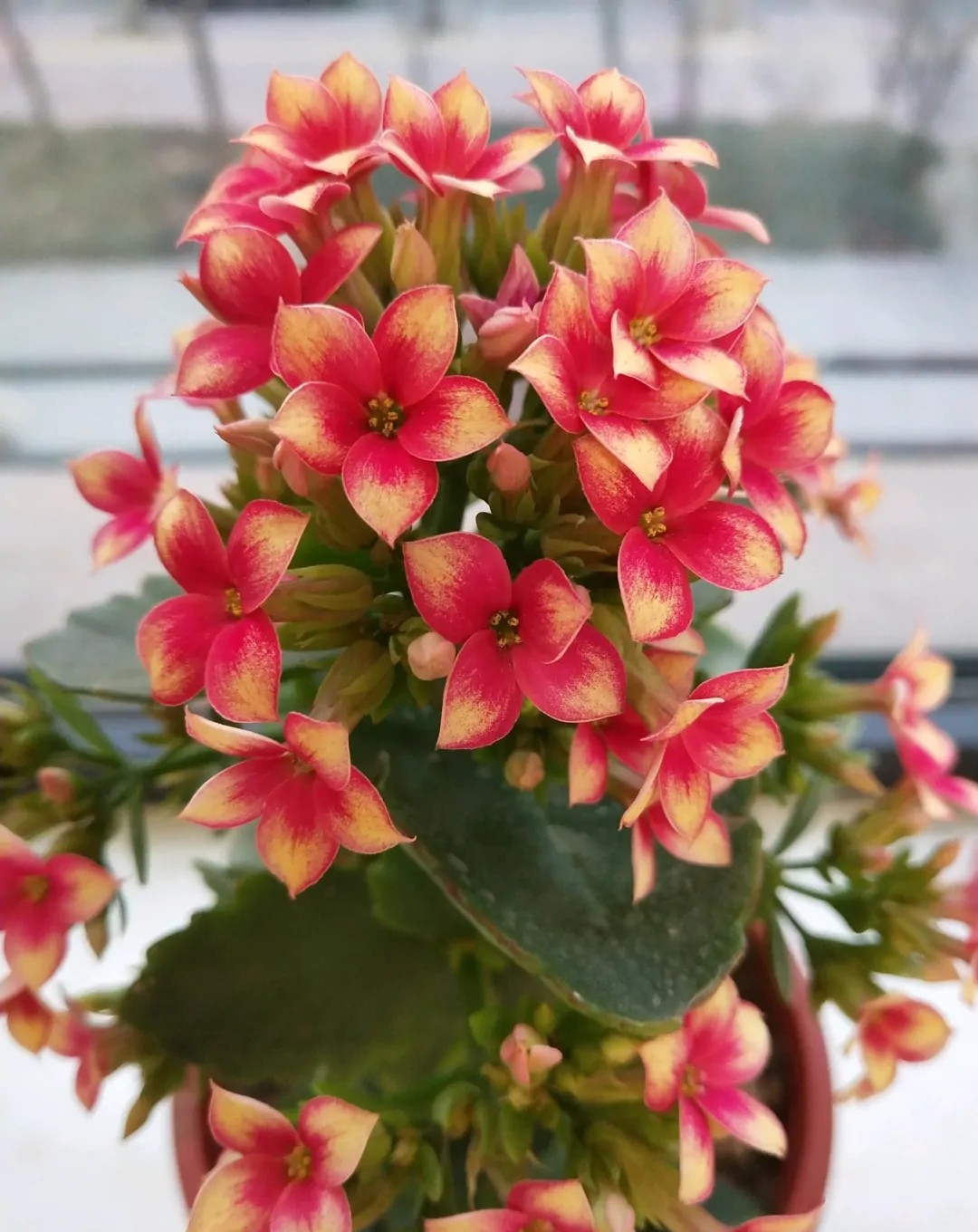 长寿花单瓣品种大全,长寿花100种颜色图片