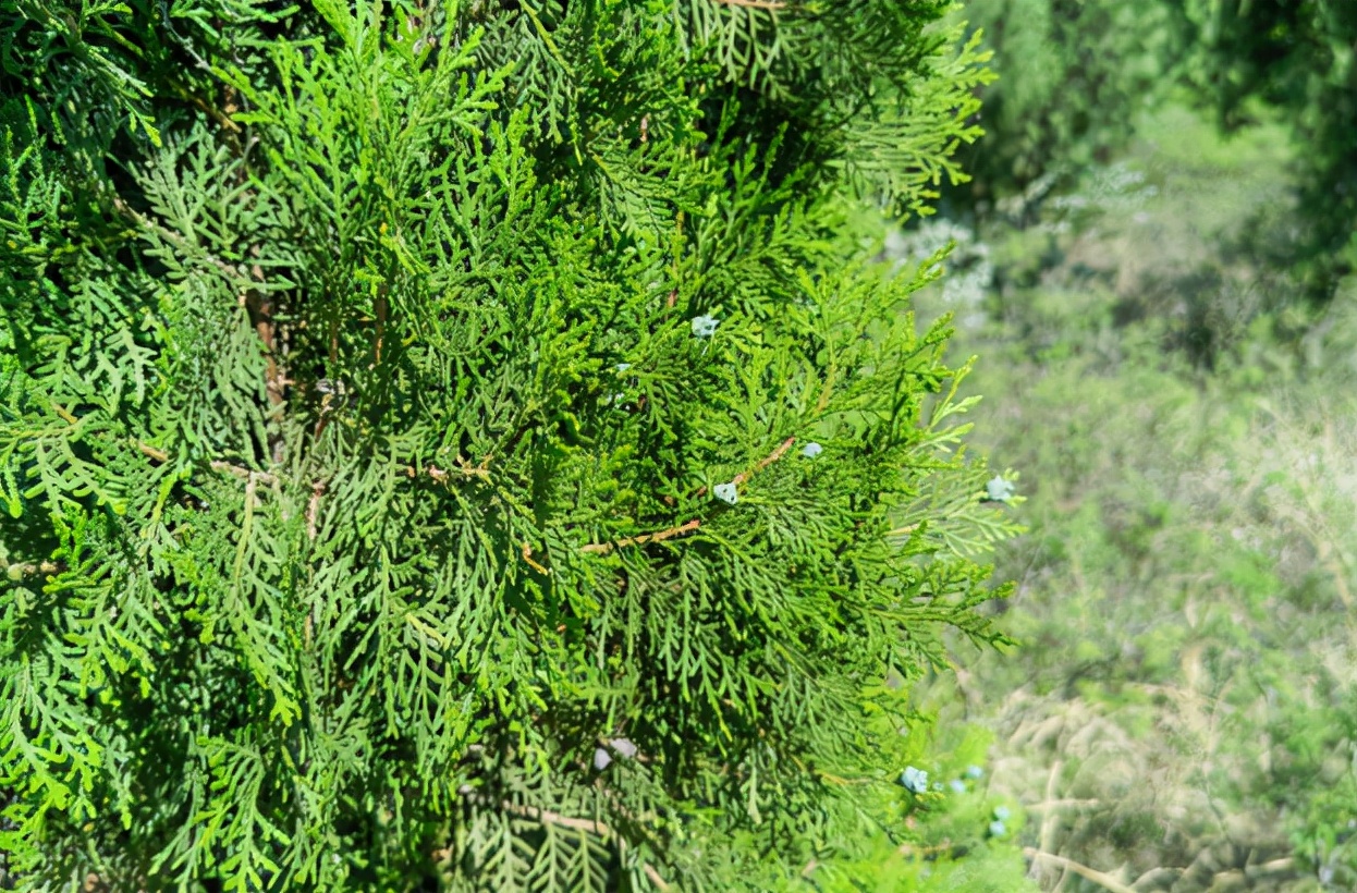 农村侧柏枝洗头,侧柏树被火烧