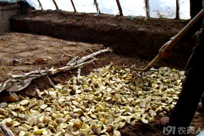 马铃薯主要栽培技术要点,马铃薯地膜覆盖高产栽培技术