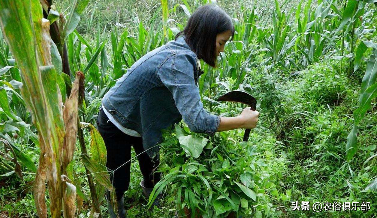 户口在娘家可以分到婆家的地吗,外嫁女在娘家分户无宅基地