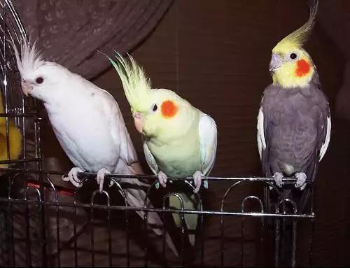 玄凤鹦鹉喂什么牌子奶粉,特色玄凤鹦鹉怎么培育的