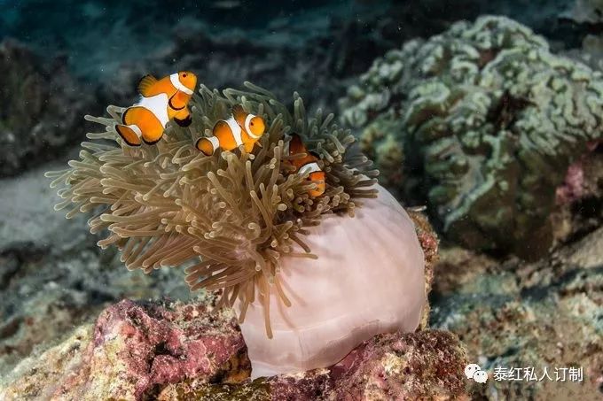 世界最美的潜水胜地,世界前十的深潜胜地