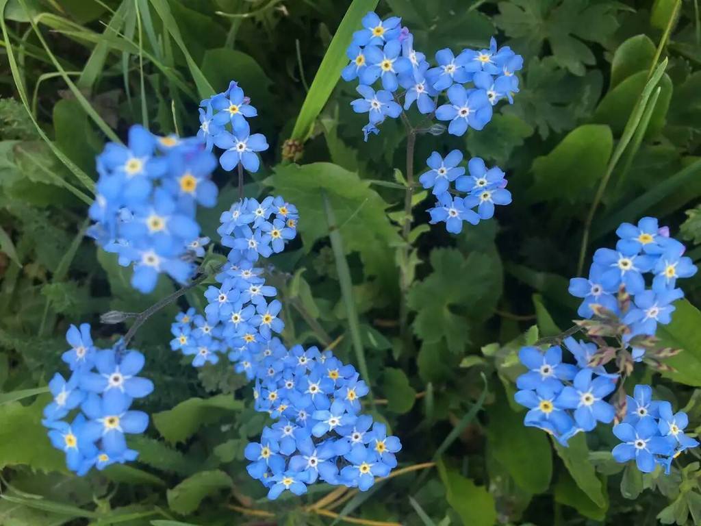 勿忘我做成干花,勿忘我做干花挂多久