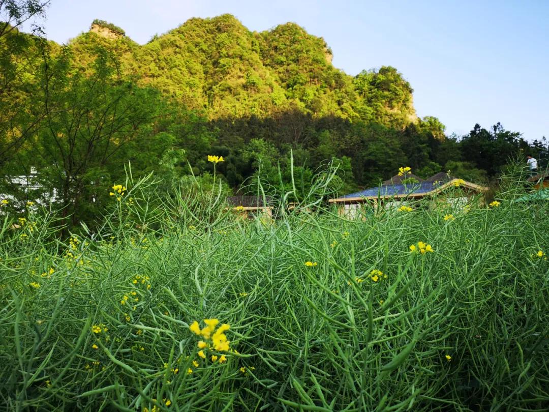 去张家界住哪里比较方便游玩,张家界旅游攻略住在哪最好