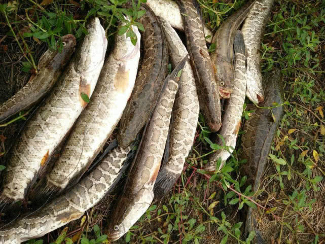 最好的钓黑鱼的方法,钓黑鱼的方法时间与技巧