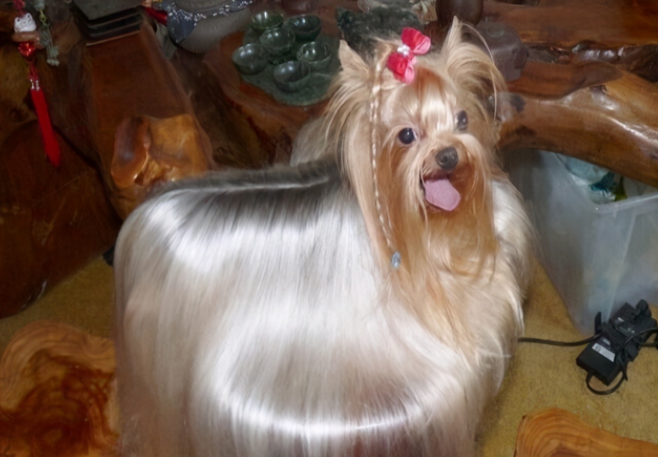 养狗小技巧从此不怕它掉毛,养狗绝不能惯的5个坏毛病很重要