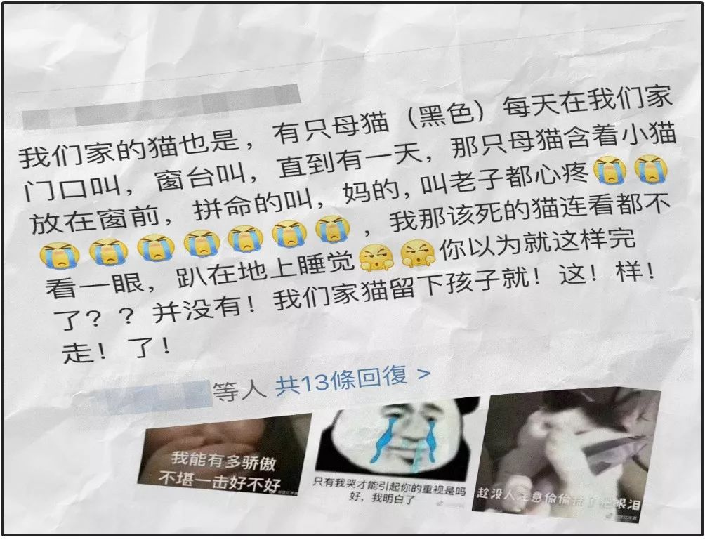 猫圈总结,猫圈玄学刚出生的猫