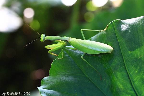 让你们见识一下螳螂真正的力量,三分钟了解螳螂的全部知识