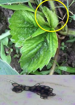 草莓炭疽病与根腐病是什么引起的,安徽草莓炭疽病零星发病怎么办