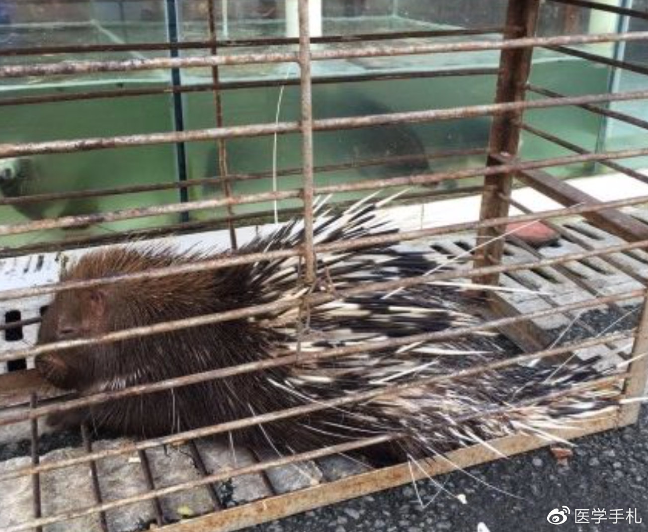 辟谣食物安全,辟谣吃人参可以挽救生命吗